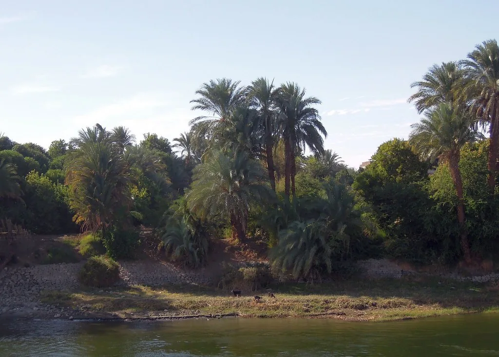 ضفاف نهر النيل مع نخيل في مصر